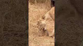Thumbnail: Mother Lioness Leading Her Cubs to Safety | Maasai Mara National Reserve