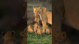 Thumbnail: Lioness Protecting and Caring for Her Cubs