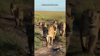 Thumbnail: Before vs After The Great Rongai Pride Growth | Maasai Mara National Reserve