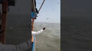 Thumbnail: Chilika Lake Odisha 🚣‍♂️✨🤌 #music