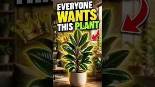 Thumbnail: Everyone's Getting a Rubber Plant — Here's Why #houseplants #plantcare #homegoals