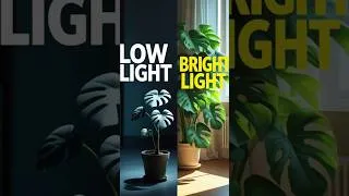 Thumbnail: Can a Monstera Actually Survive in Low Light #plants #houseplants