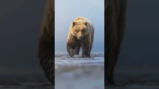 Thumbnail: Photographing Alaskan Brown Bear | Wildlife Photography