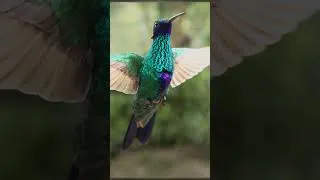 Thumbnail: Close-up Hummingbirds Photography in Ecuador