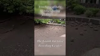 Thumbnail: Time-lapse of Baby Tortoises during Feeding Time | Galápagos Islands