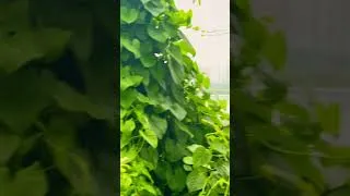 Thumbnail: BRISHTI TE PARK DUBE GIYECHE #couplevlog #food