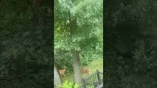 Thumbnail: Deer