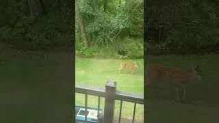 Thumbnail: Deer in the backyard 🦌
