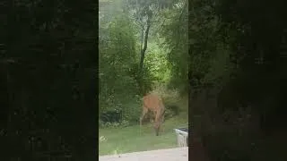 Thumbnail: Deer and baby deer in backyard