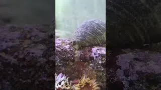 Thumbnail: Little Symbiotic Relationship #shortsfeed