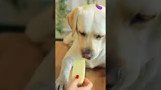 Thumbnail: Emoji Food Challenge with a Dog #troomzoo #asmr #shorts