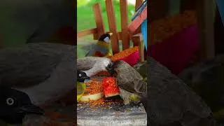 Thumbnail: CAT TV 🔥 Birds and Squirrels Moving Fast! Ultimate Cat Entertainment #Shorts