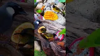 Thumbnail: CAT TV 🐦 Watch These Birds Keep Your Cat Busy for Hours #Shorts