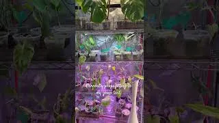 Thumbnail: Grow tent in the garage