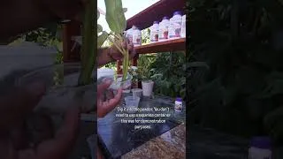 Thumbnail: Rooting Powder for Houseplants #plantcare