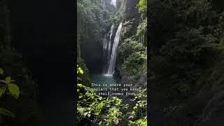 Thumbnail: Plants in the Rainforest