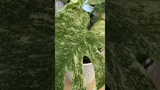 Thumbnail: Monstera Mint Found at Home Depot