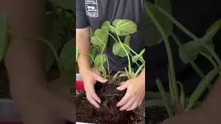 Thumbnail: My Gloriosum Plant Needs Help. Here’s My Refresh Process
