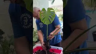Thumbnail: 🌿 Repotting a Monstera Using a 2x4 🌿
