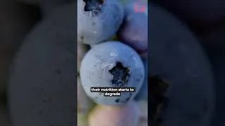 Thumbnail: What nobody tells you about frozen blueberries