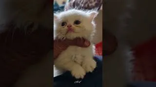 Thumbnail: Cute kitten for sale (7987912974)