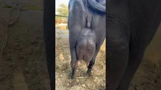 Thumbnail: Biggest udder Nili Ravi Buffalo #buffalo #youtubeshorts
