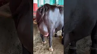 Thumbnail: Best Nili Ravi Buffalo of Haji Shaukat Doggar of Multan #youtubeshorts