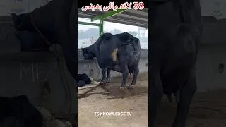 Thumbnail: Great Rani Buffalo #dairy_farming #bigudderbuffalo #world_biggest_udder_buffalo #dairyniliravi