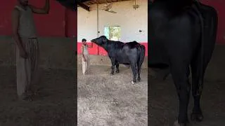 Thumbnail: World Famous Buffalo Bull Babar 3 #ytshort #ytshorts #buffalo #bull