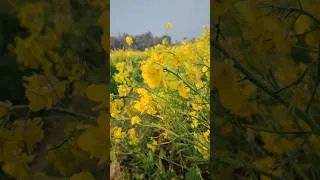 Thumbnail: SUKOON 🌼🌼#shorts #shortvideo #shortsvideo