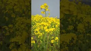 Thumbnail: sukoon 🌼🌼 #shortvideo #shorts #Mustard #mustardflower
