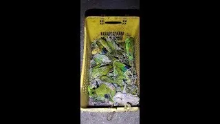 Thumbnail: Two Held For Trafficking Wildlife