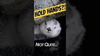Thumbnail: Why Do Sea Otters Hold Hands? 🦦 | Animal Secrets