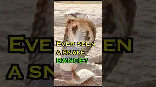 Thumbnail: Why Is This Cobra Dancing?! 🐍 | Animal Secrets