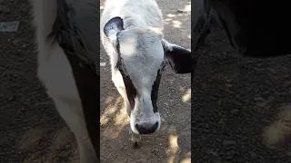 Thumbnail: #animals