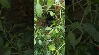 Thumbnail: Dieses Mädchen hilft diesen streunenden Katzen ❤️🌟