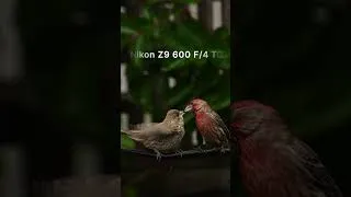 Thumbnail: House Finch Feeding