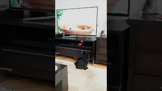 Thumbnail: CAT GAMES - Beautiful Black Cat Watching Birds on TV | TV BINI FURRY FRIENDS | #Shorts.