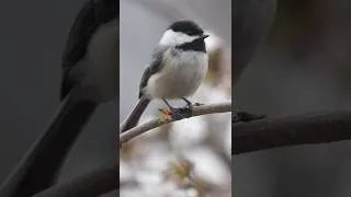 Thumbnail: Beautiful Animal Nature Video - Black-Capped Chickadee Bird | #Shorts.