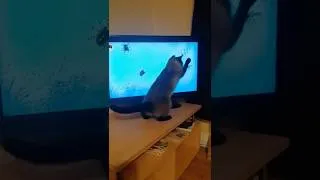 Thumbnail: Sylvester the Siamese Cat Watching Cat Games on TV | TV BINI FURRY FRIENDS | #Shorts.