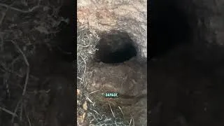 Thumbnail: This is why we don't use steel wool to seal holes from mice & rats...