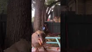 Thumbnail: Birds