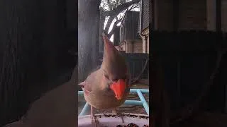 Thumbnail: Bird