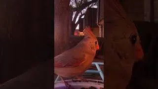 Thumbnail: Birds