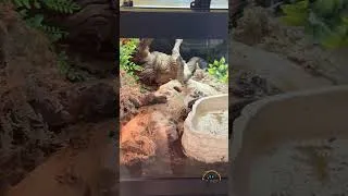 Thumbnail: Can You Find the Hidden Reptile? 🕵️ #funny #cute #pets #animals #game