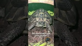 Thumbnail: How to Know When To Upgrade the Hide Size for Your Pet Tortoise! 🐢 #funfacts #turtle #petcare #guide