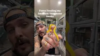 Thumbnail: Force Feeding my Smallest Venomous Snake 😳