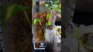 Thumbnail: Venezuelan Suntiger Tarantula Coffin Setup! 🕷️⚰️ (Psalmopoeus irminia)