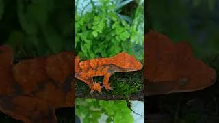Thumbnail: Super Vibrant Halloween Crested Gecko!  #reptiles #crestedgeckos #gecko