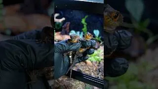 Thumbnail: Bioactive Enclosure Setup for Red-Eyed Crocodile Skinks!